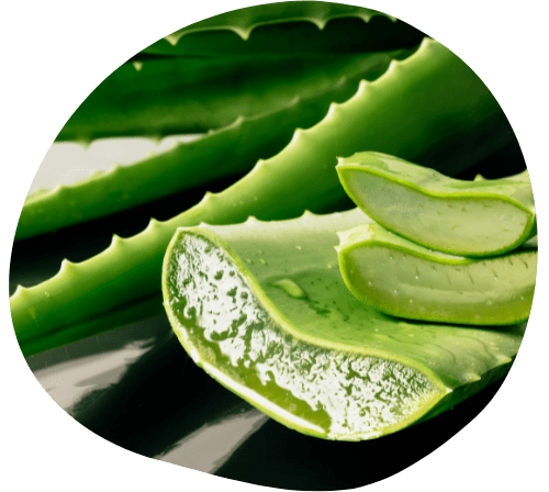 L’Aloe Vera biologique
